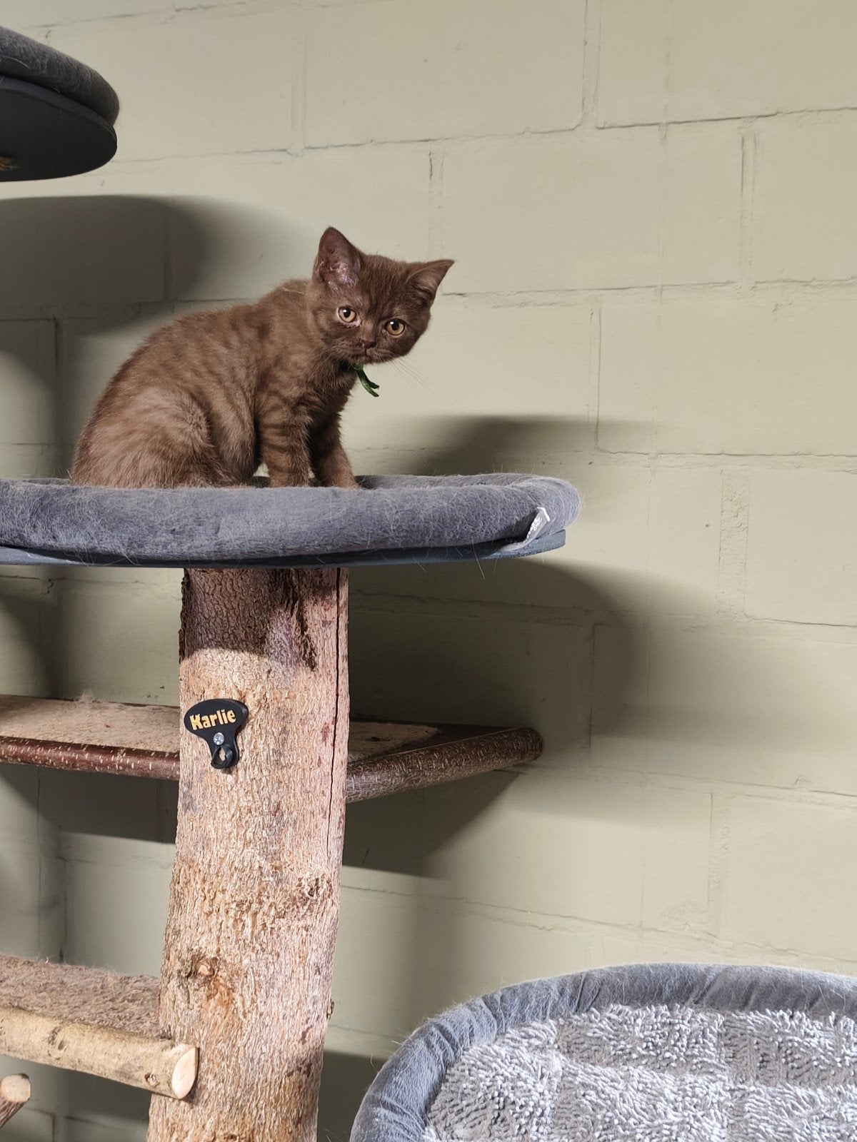 britse korthaar kitten, Chat, Avec puce électronique, 0 à 2 ans
