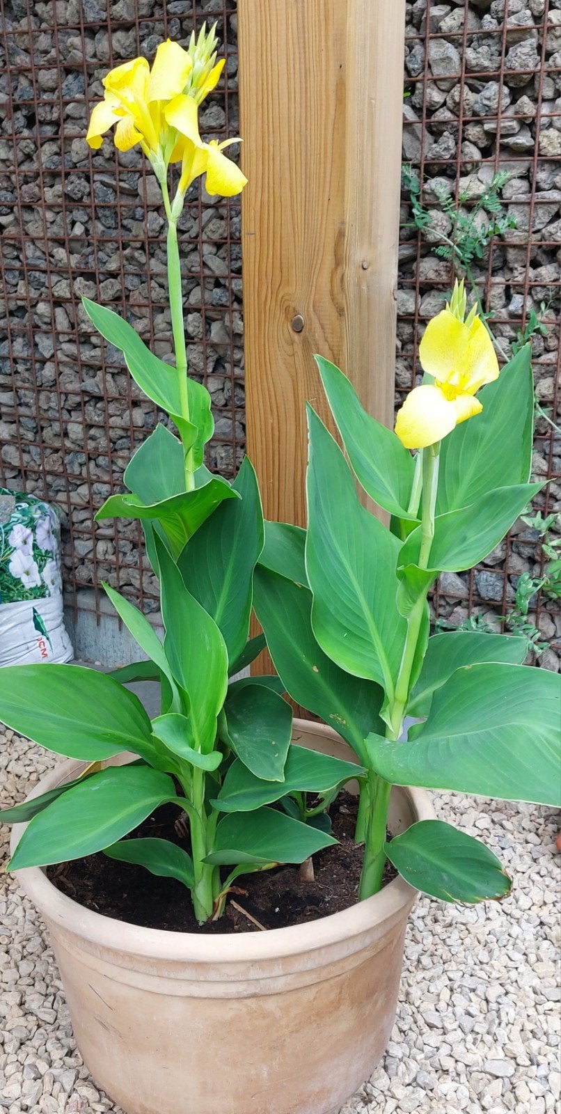 Canna, Jardin & Terrasse, Enlèvement