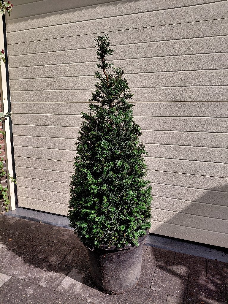 Taxus Baccata kegel met kortingsactie, Ophalen, In pot, Halfschaduw