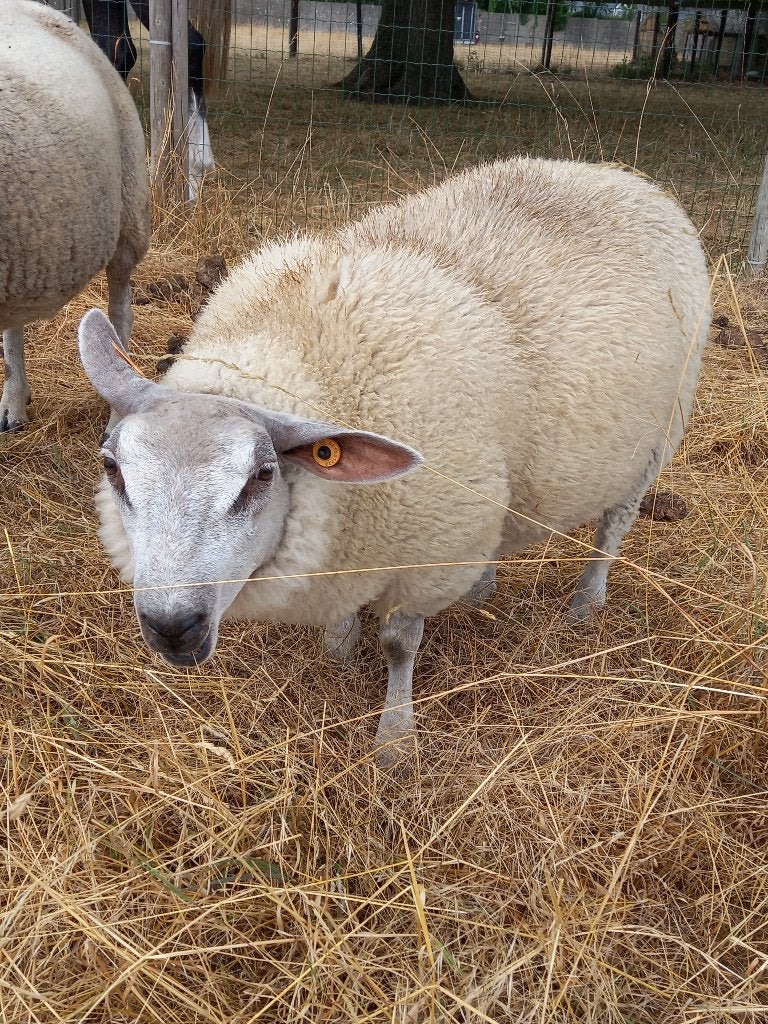 schaap, Animaux & Accessoires, Femelle, Mouton, 0 à 2 ans