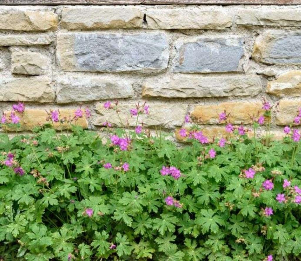 Tuingeranium, Ooievaarsbek, Geranium macrorrhizum, Tuin en Terras, Ophalen, Bodembedekkers, Volle zon, Vaste plant