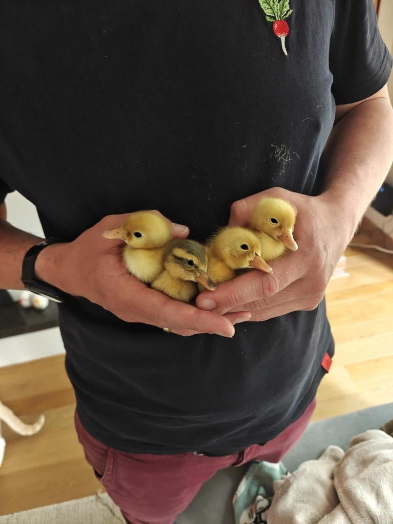 Kuikens Indische loopeenden te koop, Dieren en Toebehoren, April