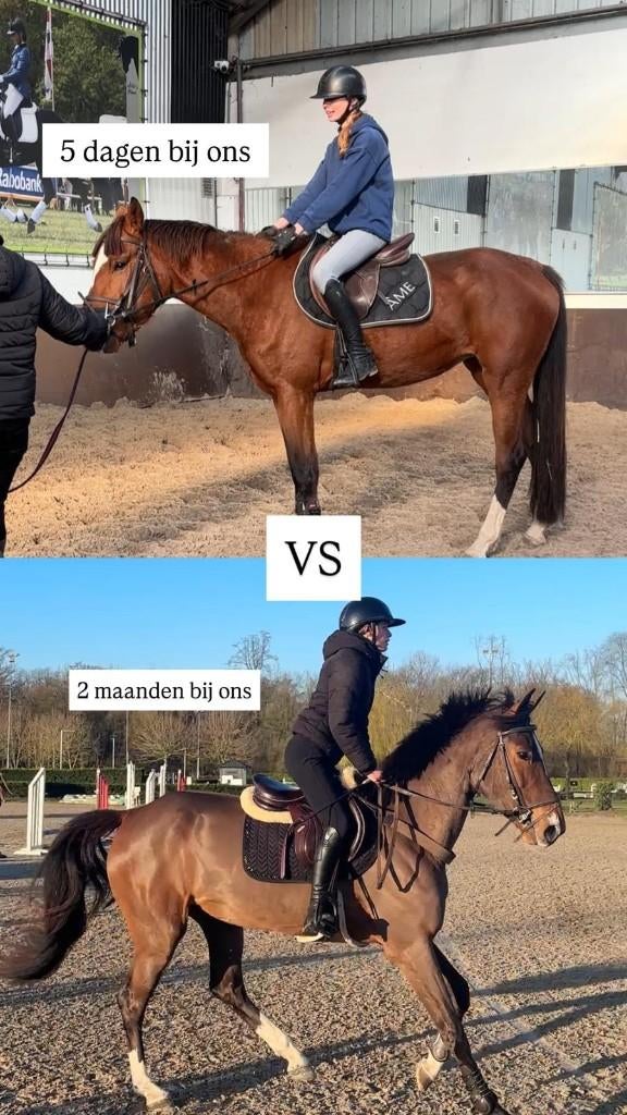 zadelmak, doortraining, wedstrijdklaar maken , verkoop, Dieren en Toebehoren, Meerdere dieren, Zadelmak