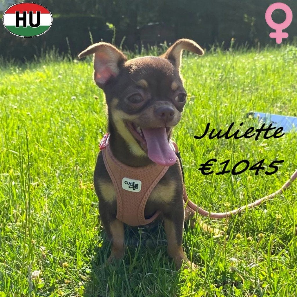 Juliette, femelle Chihuahua Choco Tan à vendre, 15 semaines à 1 an, Chienne, Un chien, Chihuahua