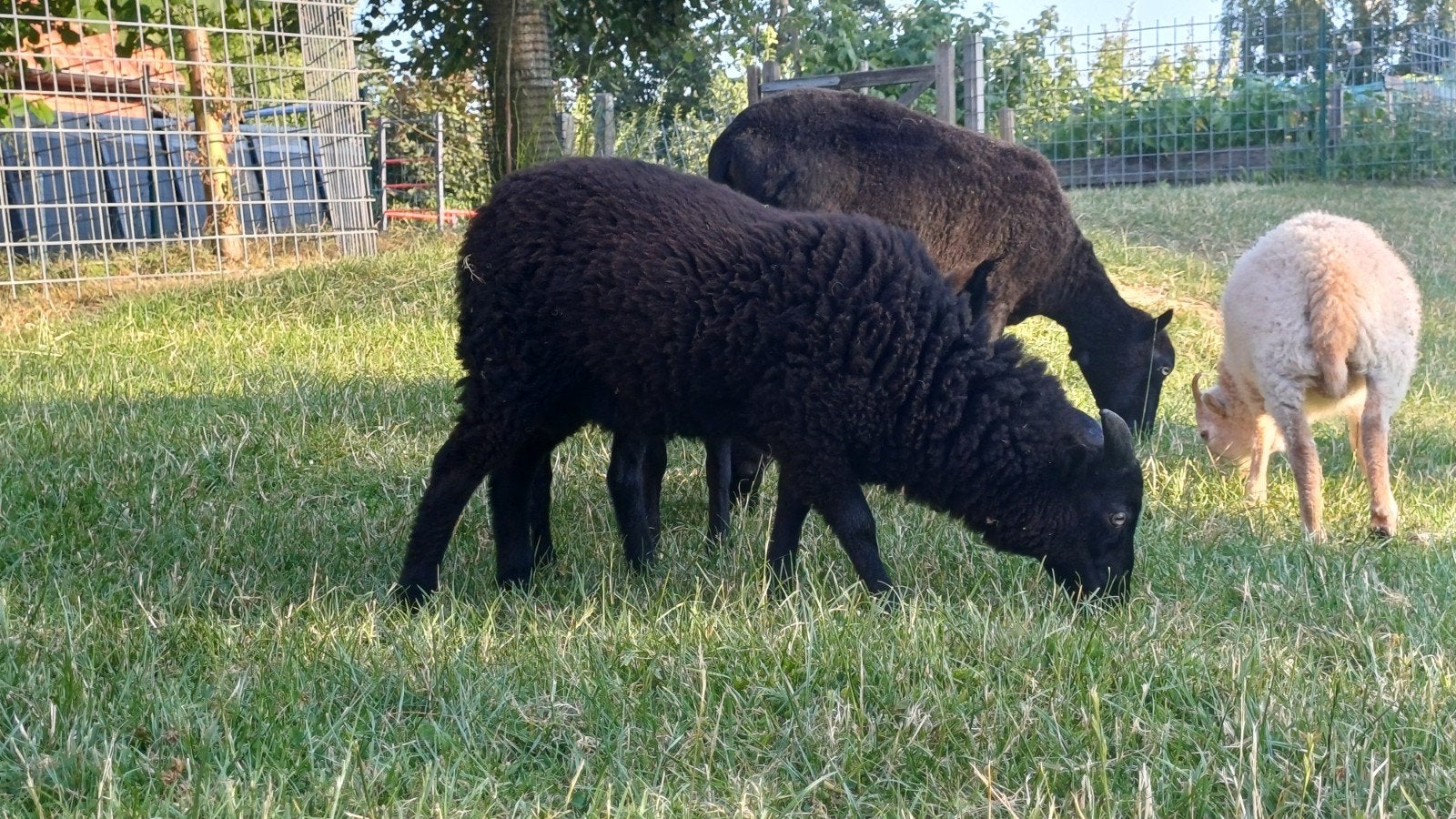 Ouessant lam ram, Dieren en Toebehoren, Schapen, Geiten en Varkens