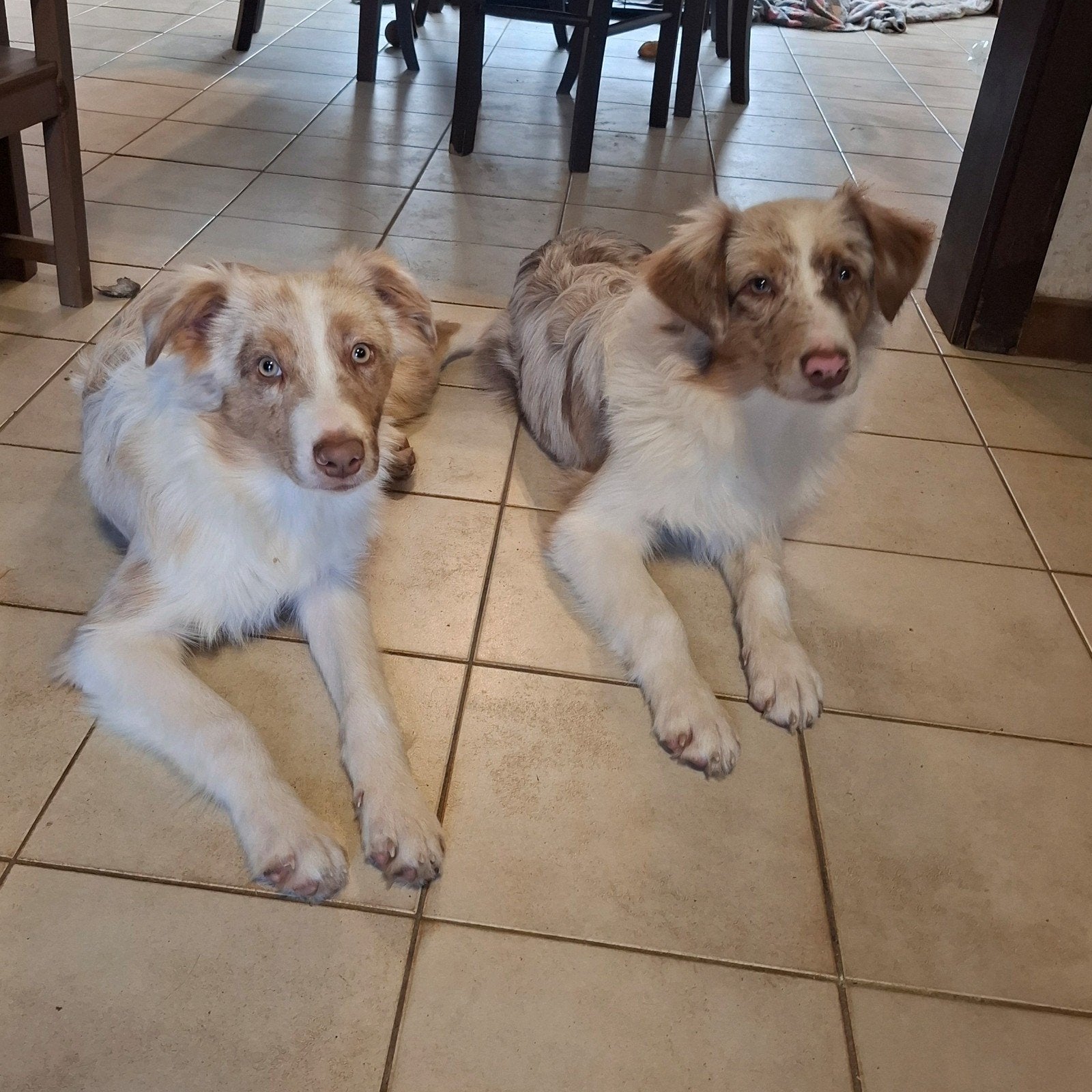 Bergers Australiens mâles 5 mois grandis à la ferme, 15 semaines à 1 an, Chien (mâle), Maladie de Carré (chiens), Éleveur | Professionnel