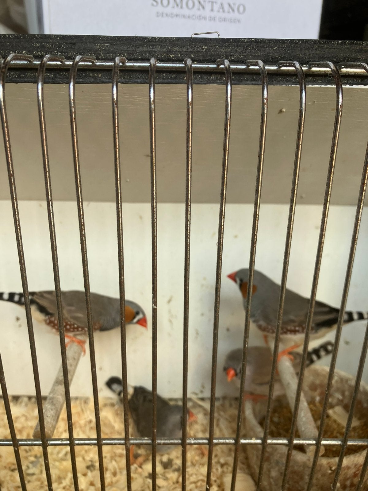 4 KWEEKRIJPE ZEBRAVINKJES VOOR 30 EURO(laatste vogels), Meerdere dieren, Tropenvogel