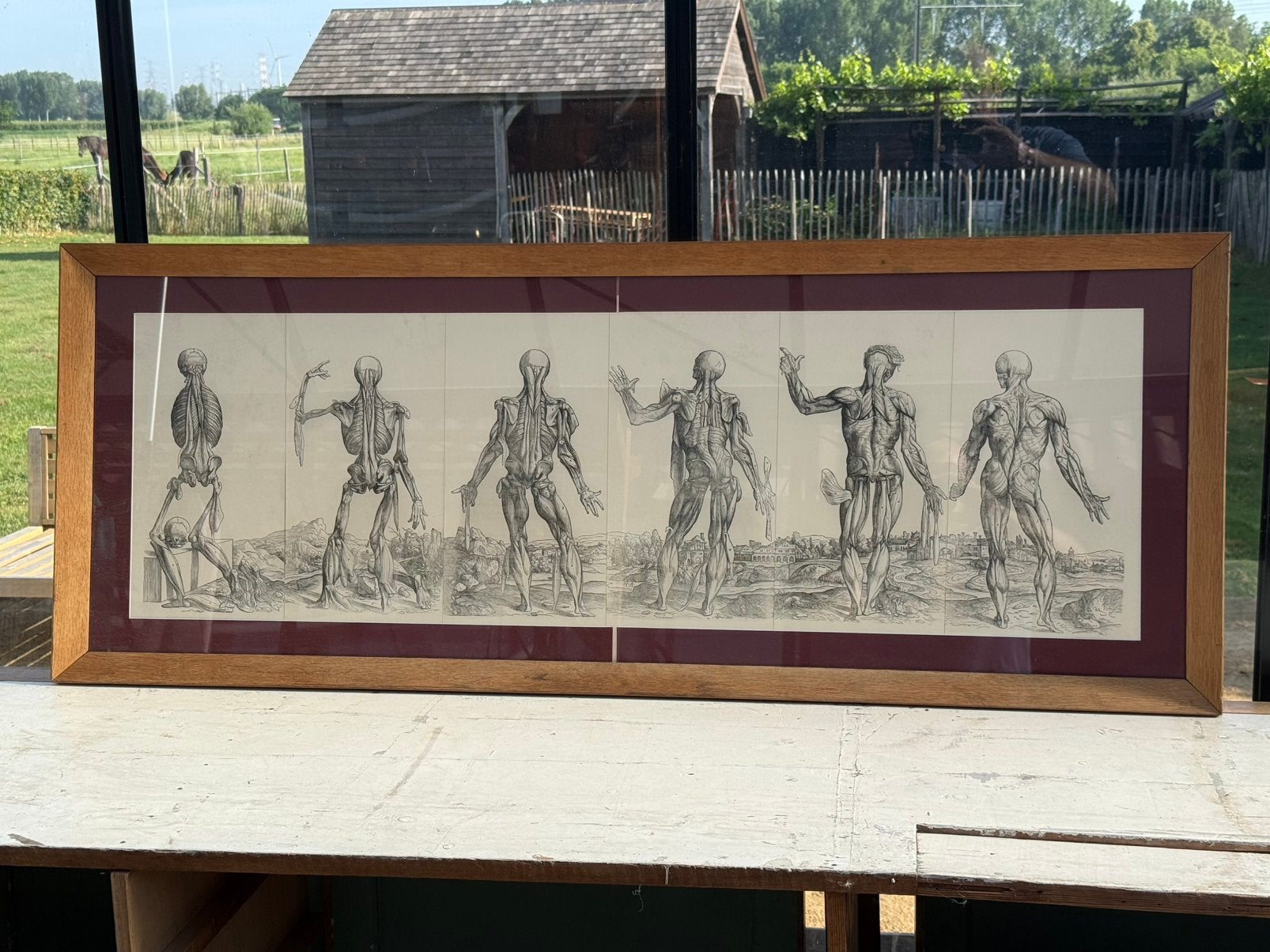 Anatomische werken twee stuks in eiken kader glas, Antiek en Kunst, Antiek | Overige Antiek, Ophalen