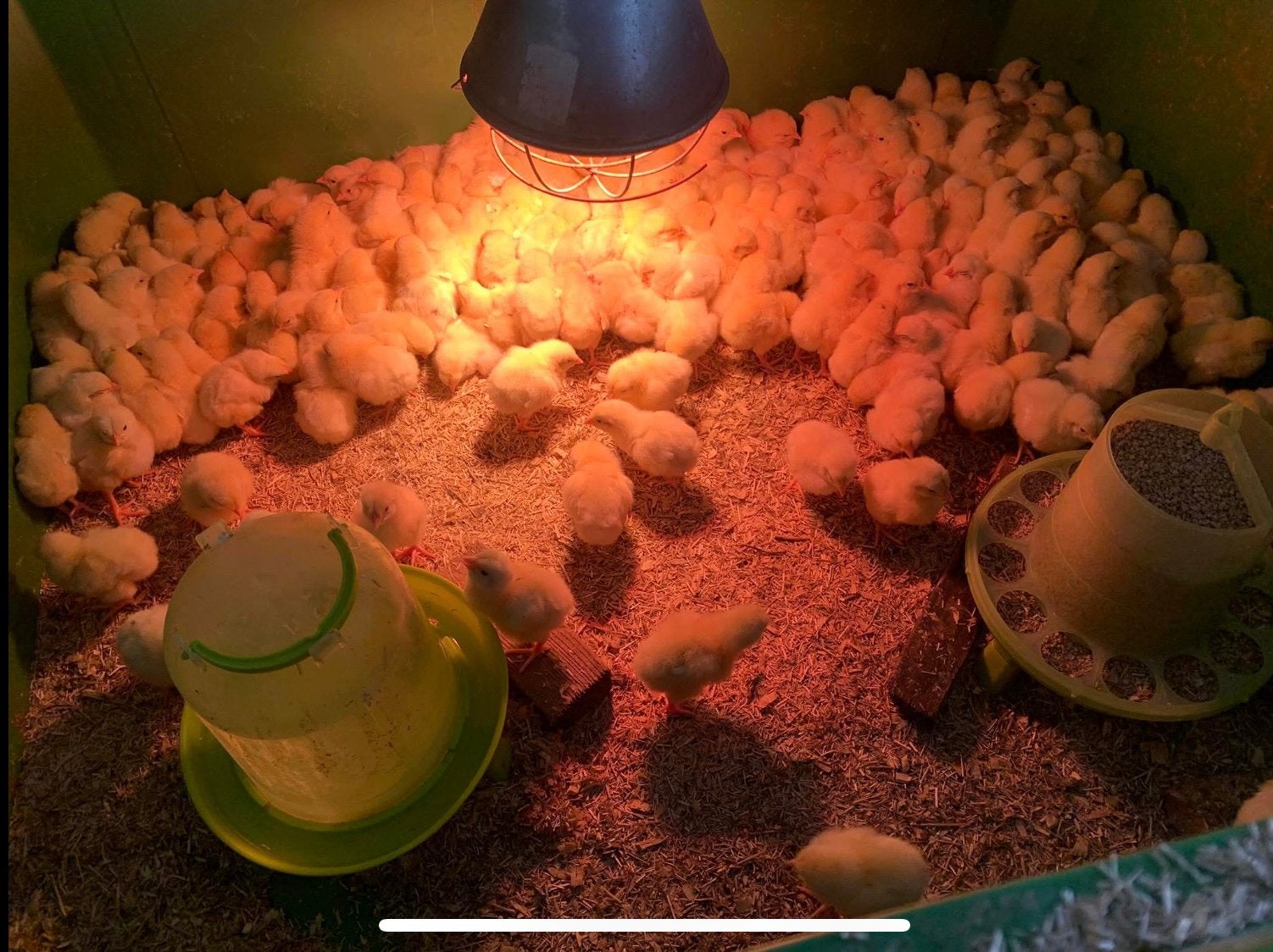 Poulets à griller Ross 308, Animaux & Accessoires