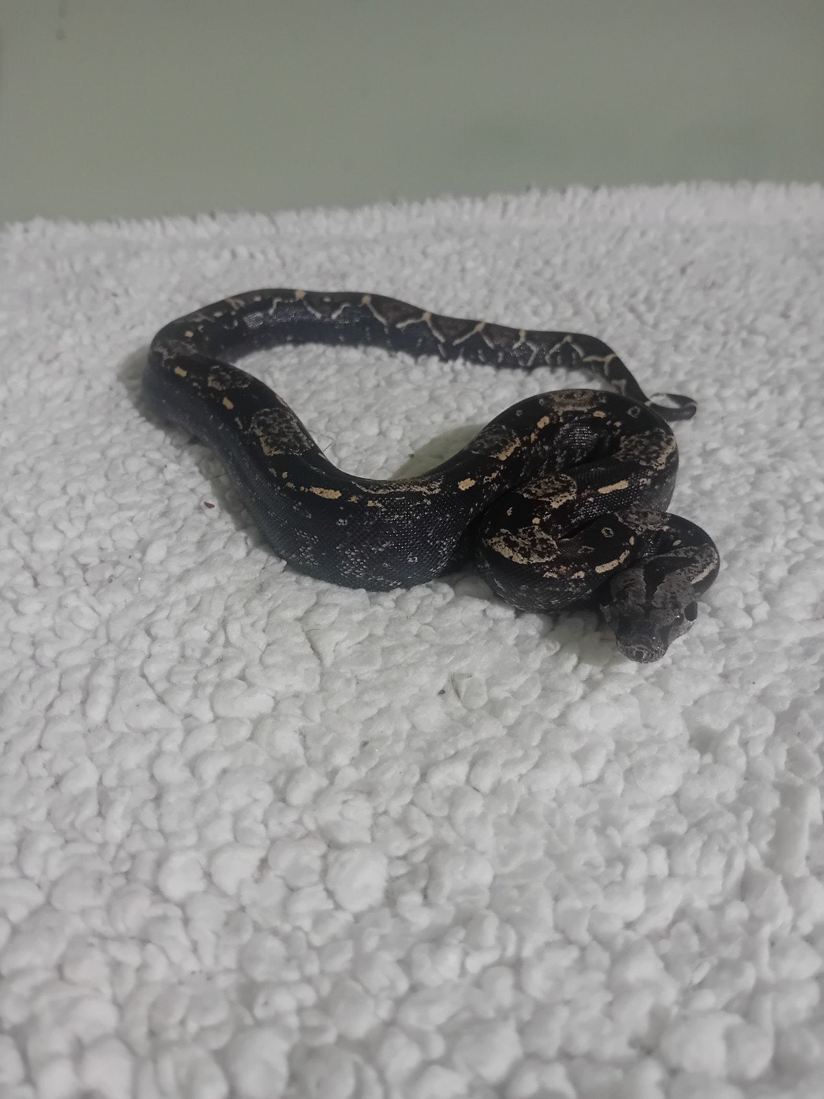 1.0 boa constrictor imperator, Dieren en Toebehoren, Slang, Tam, 0 tot 2 jaar