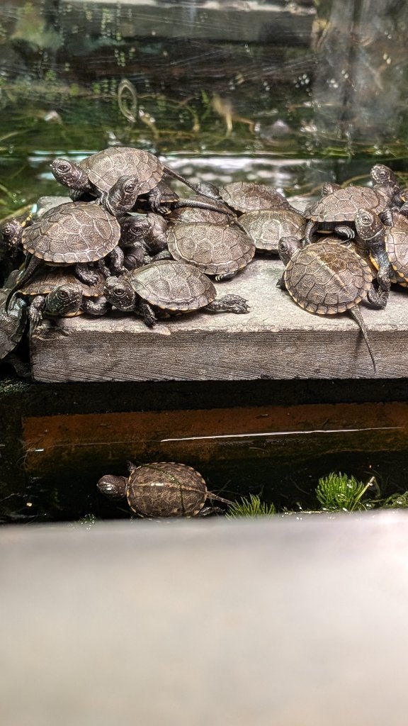 Cistudes d' Europe propre élevage, Tortue, 0 à 2 ans