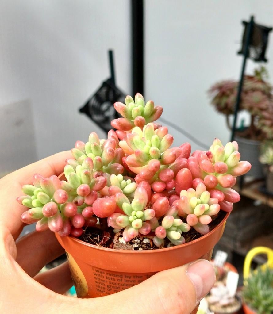 Sedum rubrotinctum  pink jellybean, Ophalen of Verzenden, Vetplant