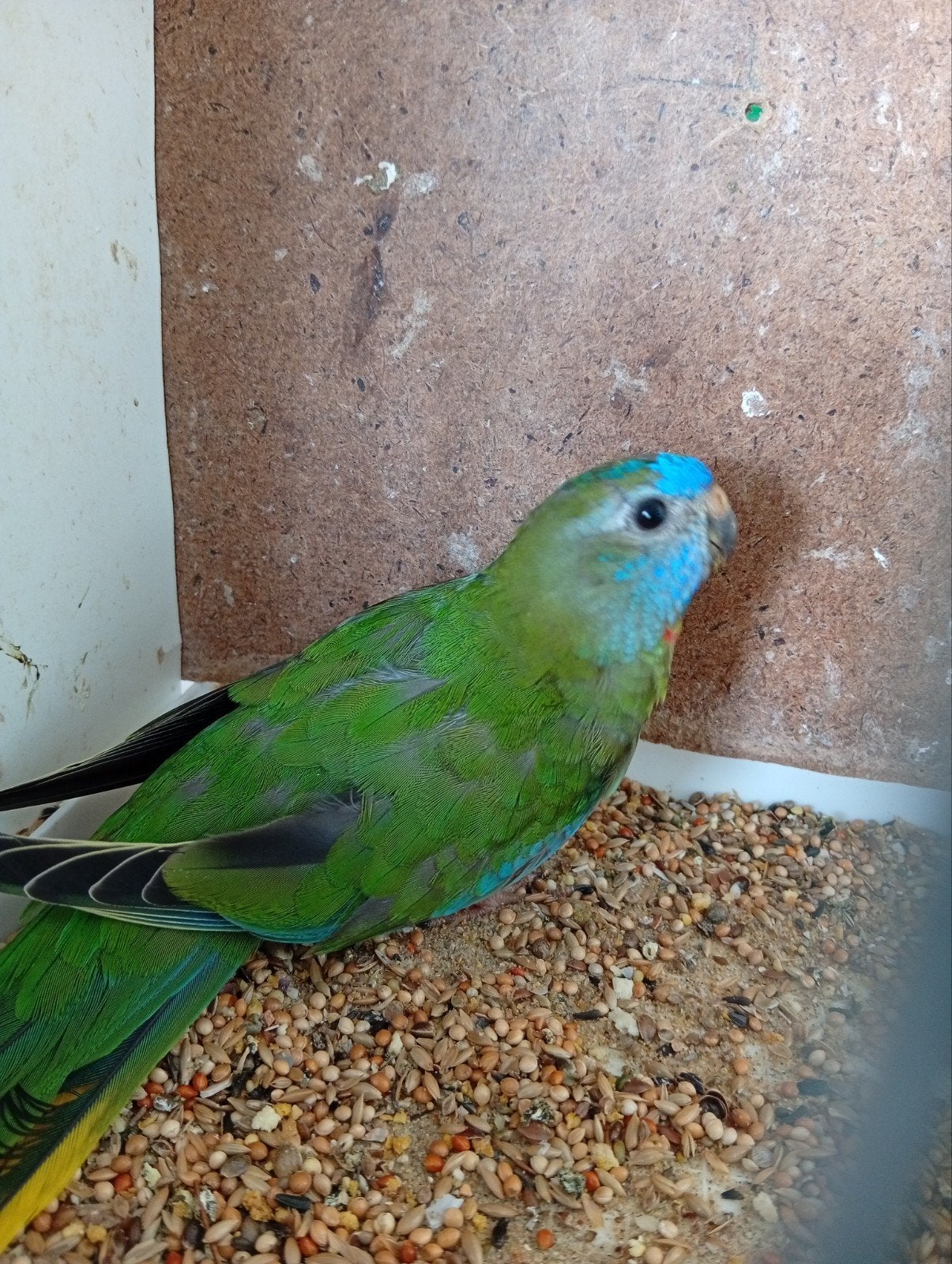 Splendid groen split 26, Geringd