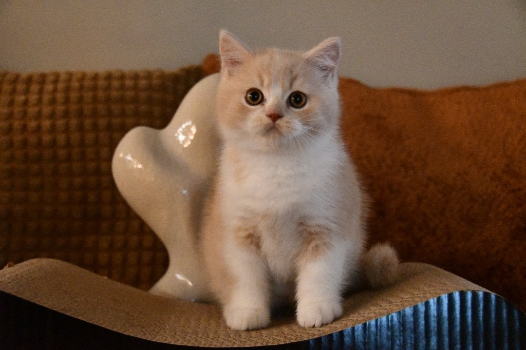 brits korthaar kitten, Dieren en Toebehoren, Katten en Kittens | Raskatten | Korthaar, Kater, Met stamboom, 0 tot 2 jaar