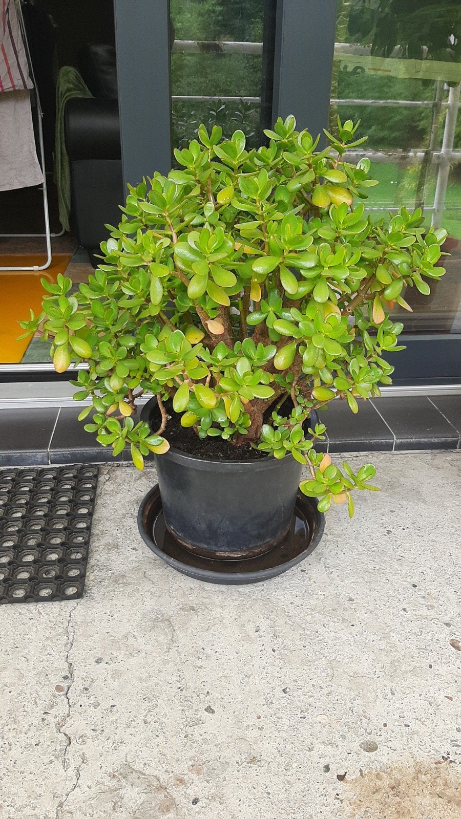 arbre de Jade, Jardin & Terrasse, Enlèvement