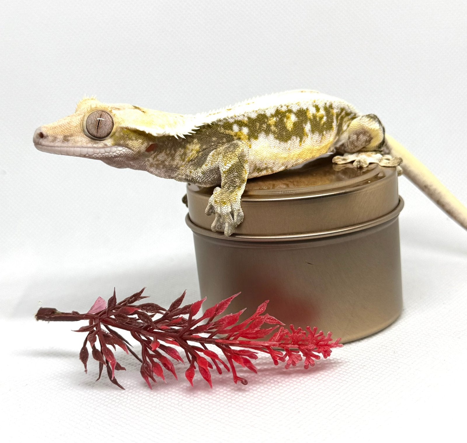 Lilly white het axanthic wimpergekko, Dieren en Toebehoren