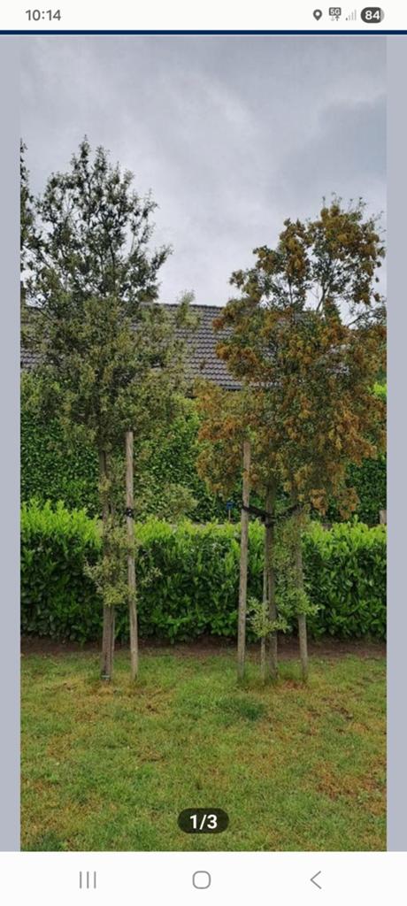 Gratis 2 steeneiken bomen van 3m, Ophalen