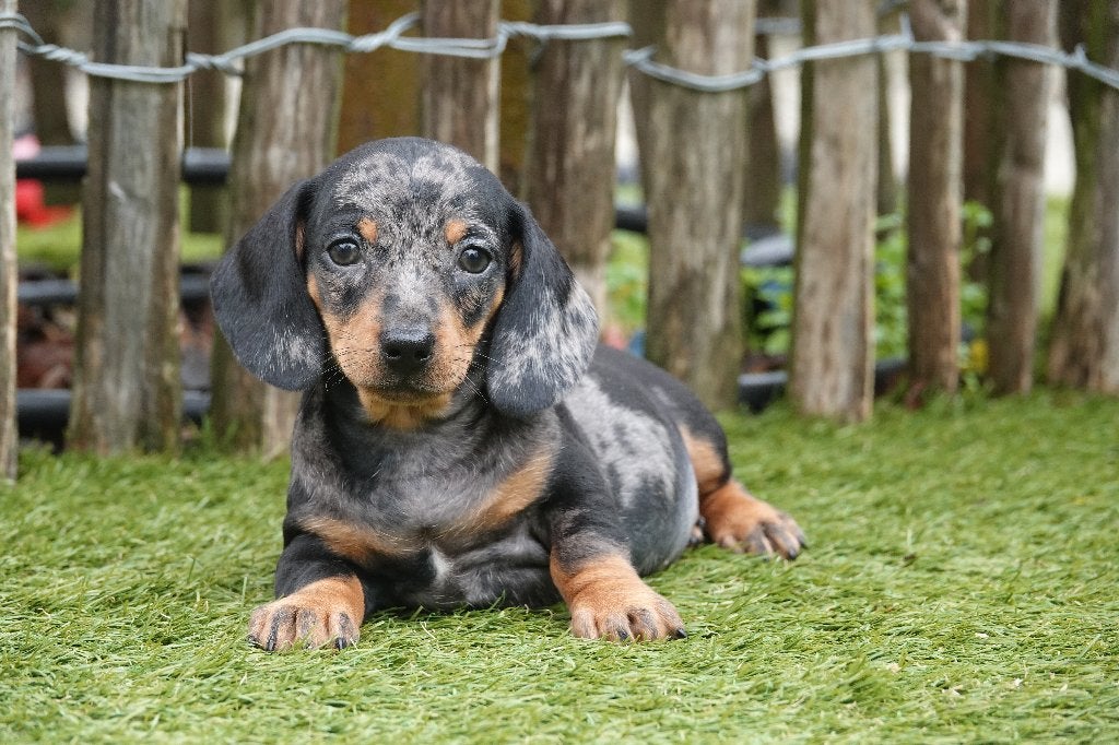 Chiots teckels nains à poil court (bleu merle et &tan), Poils courts, Maladie de Carré (chiens), Plusieurs, Nain