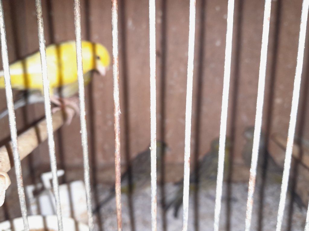 Kanaries, Dieren en Toebehoren