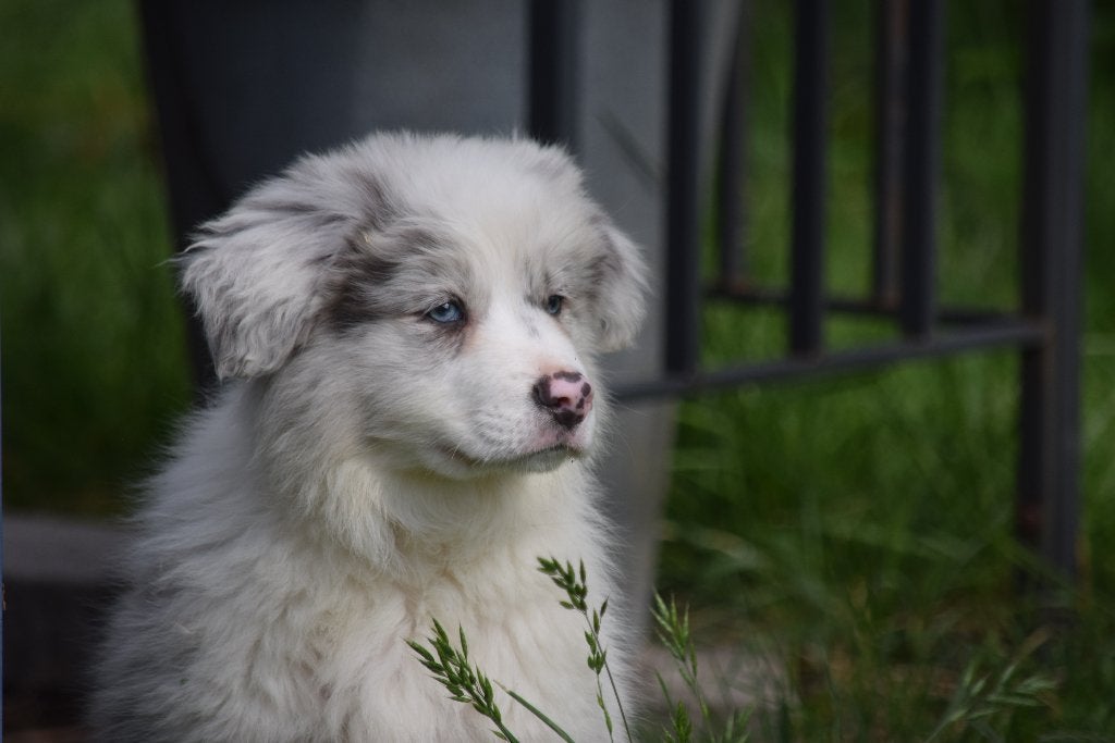 Border collie pup, slate-merle, Dieren en Toebehoren, Parvo, België, Reu, 8 tot 15 weken