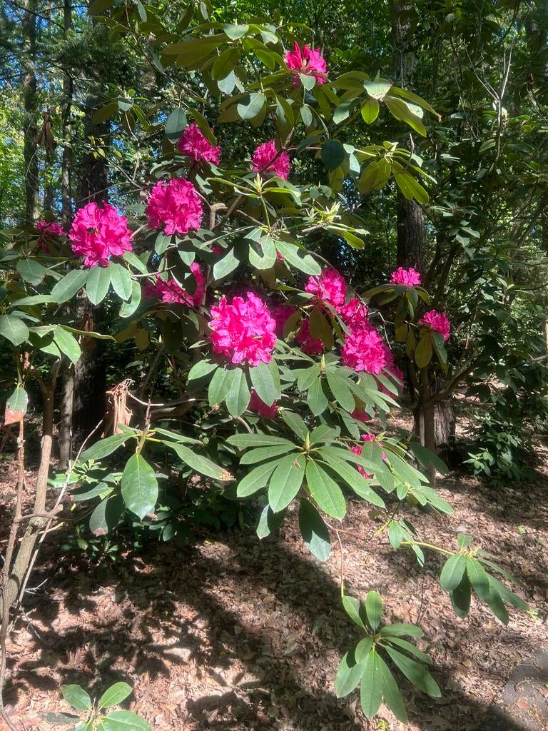 Rhofodendron, Enlèvement