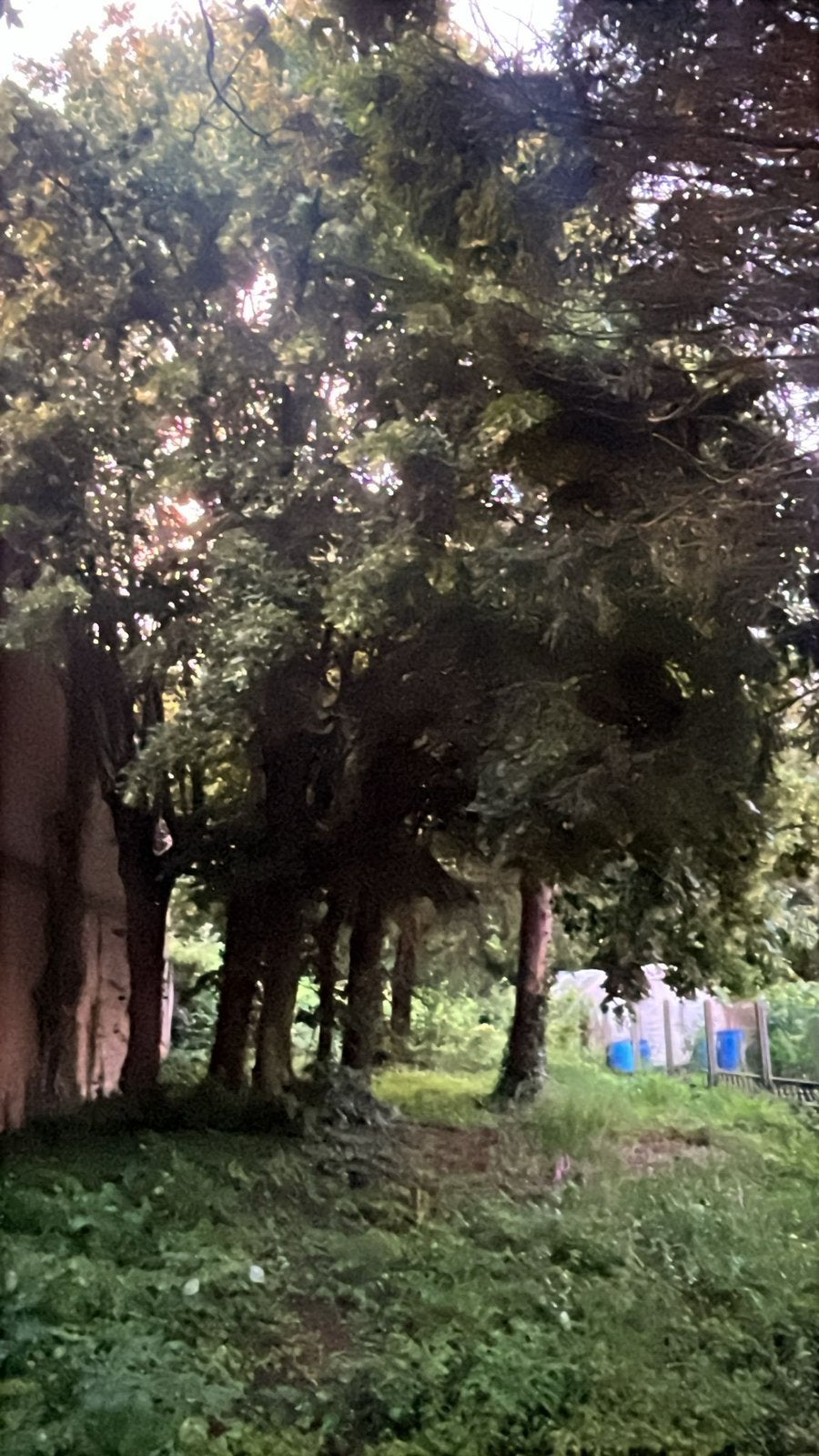 bois gratuit (à couper soi-même à Overmere), Jardin & Terrasse, Enlèvement