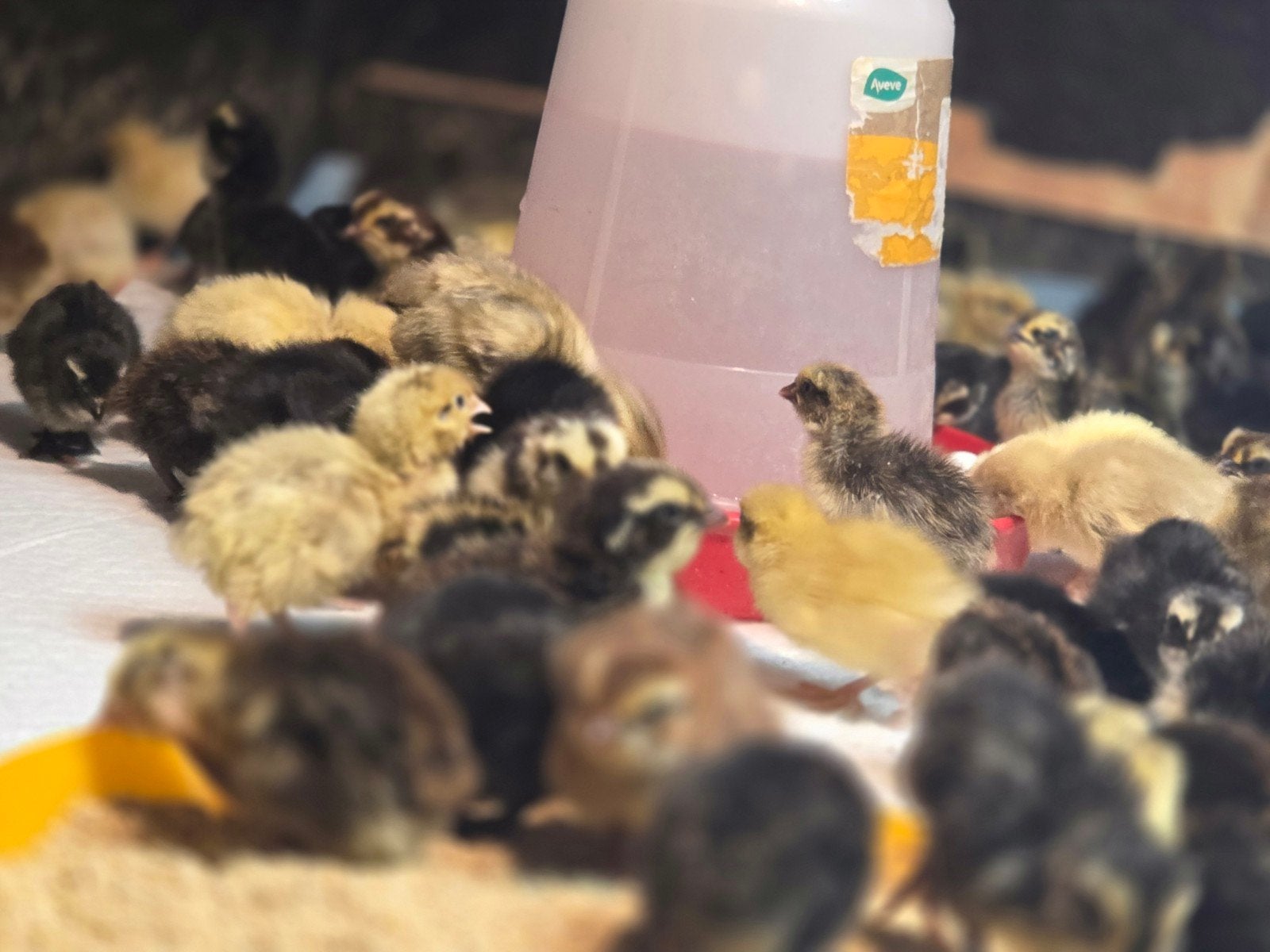 jumbo kwartel eendagskuikens te koop, Geslacht onbekend, Overige soorten