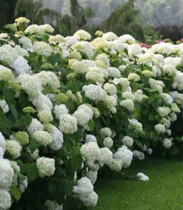 Hortensia Annabelle, Tuin en Terras, Ophalen, Hortensia