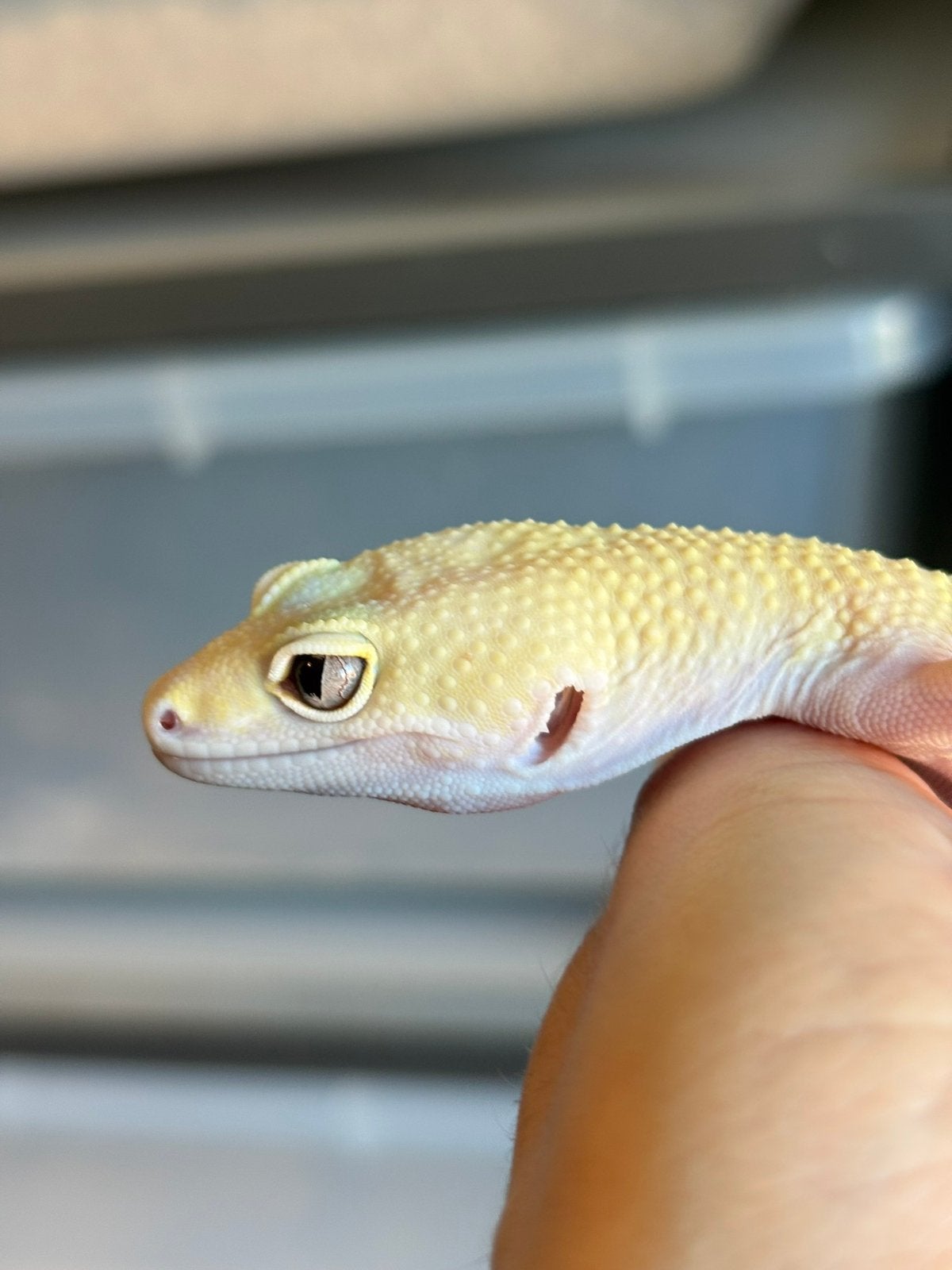 Snowflake luipaardgekko man, Dieren en Toebehoren, Hagedis, Tam, 0 tot 2 jaar