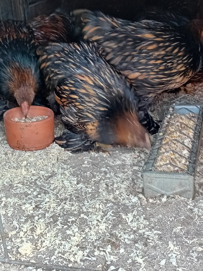 Cochin krielen, Dieren en Toebehoren, Meerdere dieren, Kip