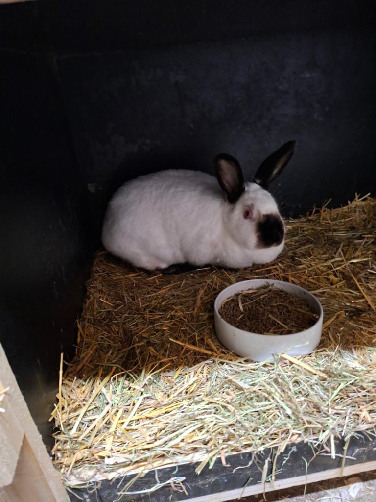 Californian voedster, Femelle, Grand, 0 à 2 ans