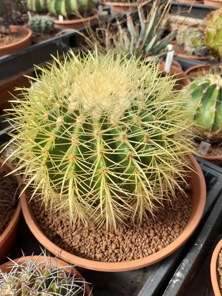 Grote gele cactus., Ophalen, Cactus