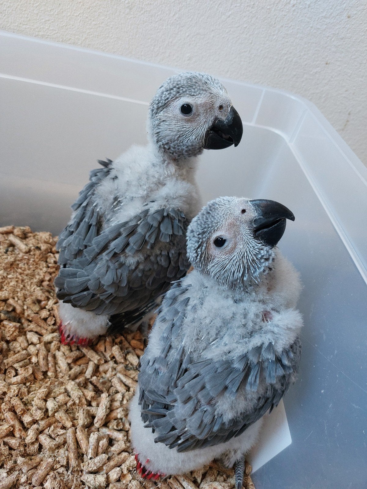 Grijzeroodstaart papegaai, Dieren en Toebehoren, Papegaai, Geringd