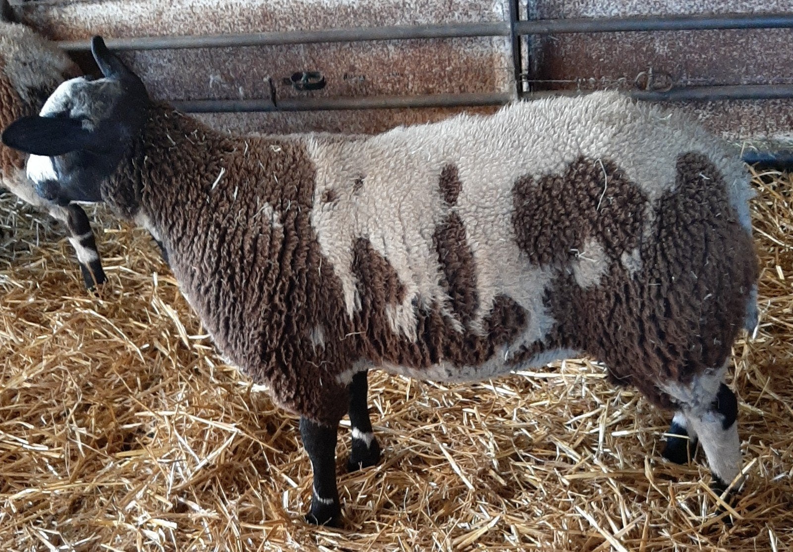 Schapen, Dieren en Toebehoren
