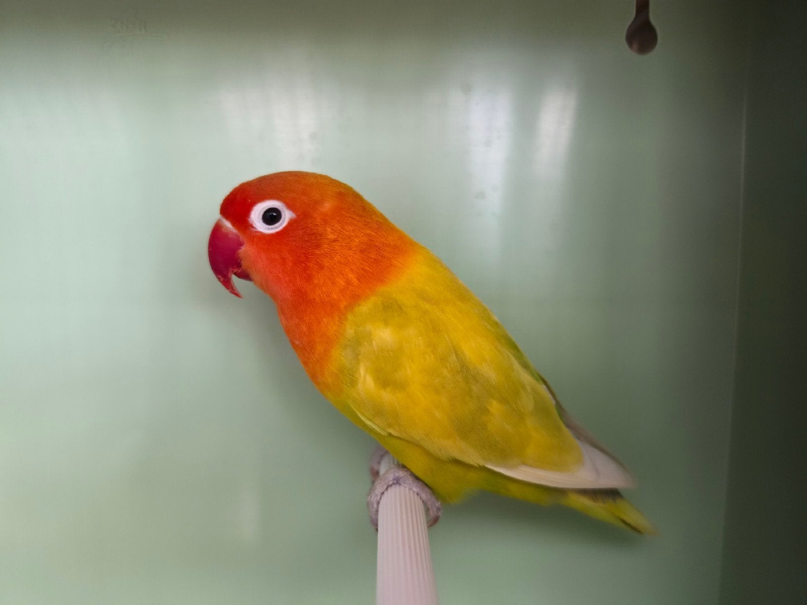 koppel lutino opaline 2024, Meerdere dieren, Dwergpapegaai of Agapornis, Geringd