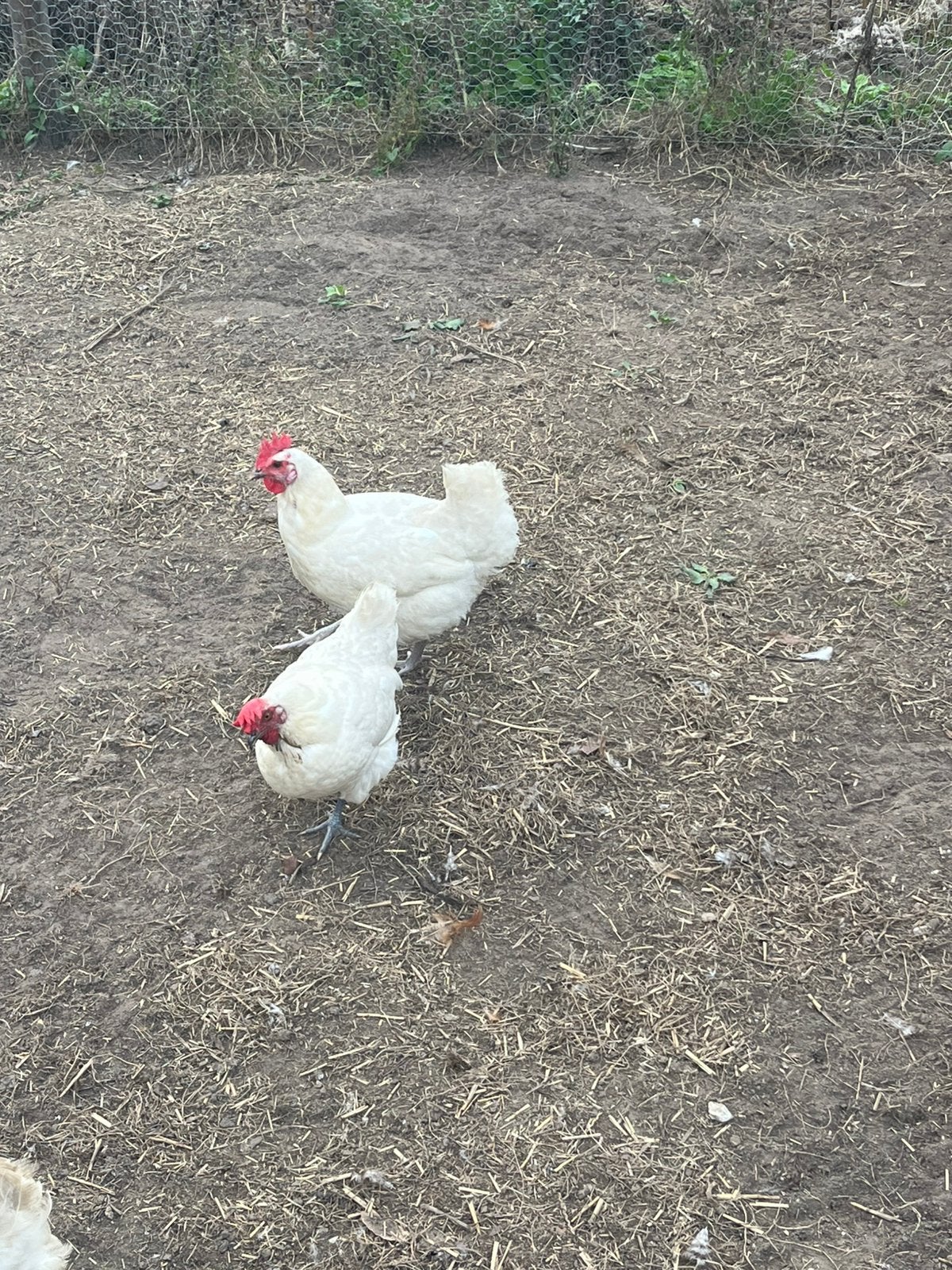 Poule de Bresse