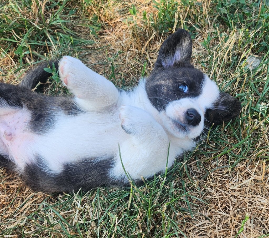 Welsh corgi cardigan pups, Dieren en Toebehoren, België, Fokker | Hobbymatig, Meerdere, Meerdere dieren