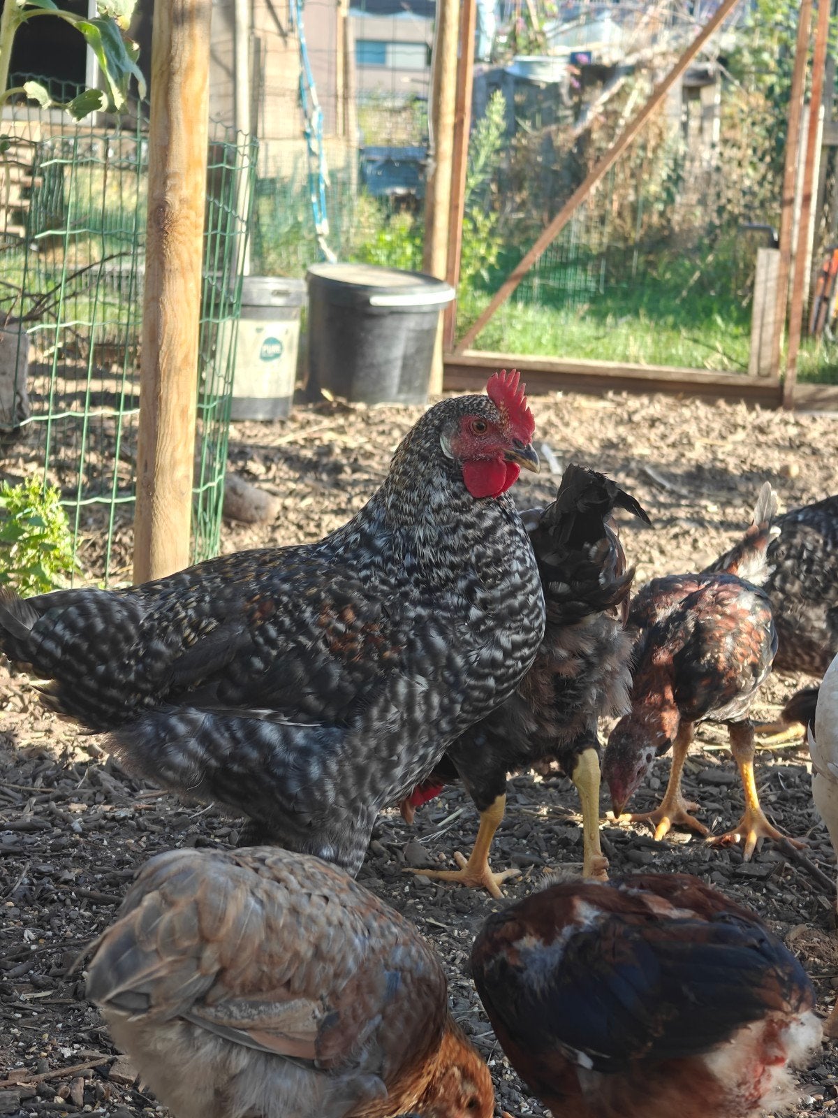haantje, Dieren en Toebehoren