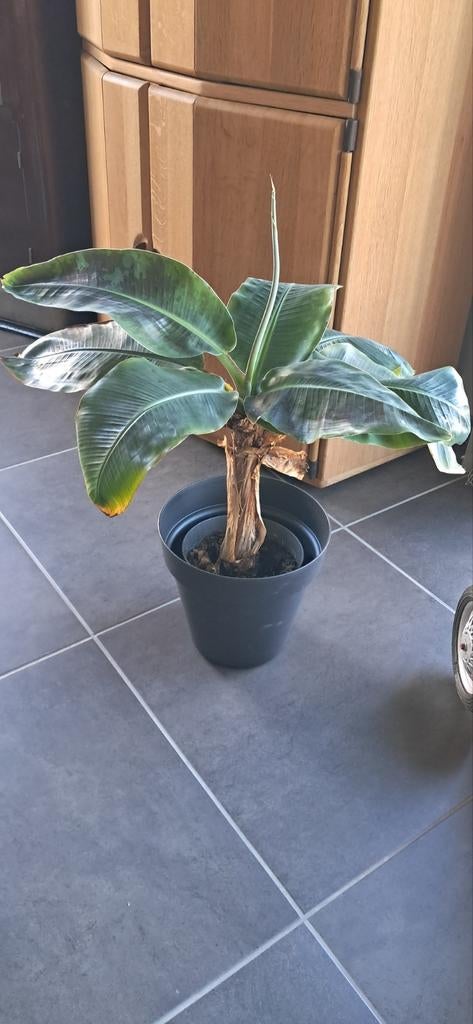 ⁸Bananenplant bananenvoom Musa dwarf Cavendish dwergbanaan, Ophalen