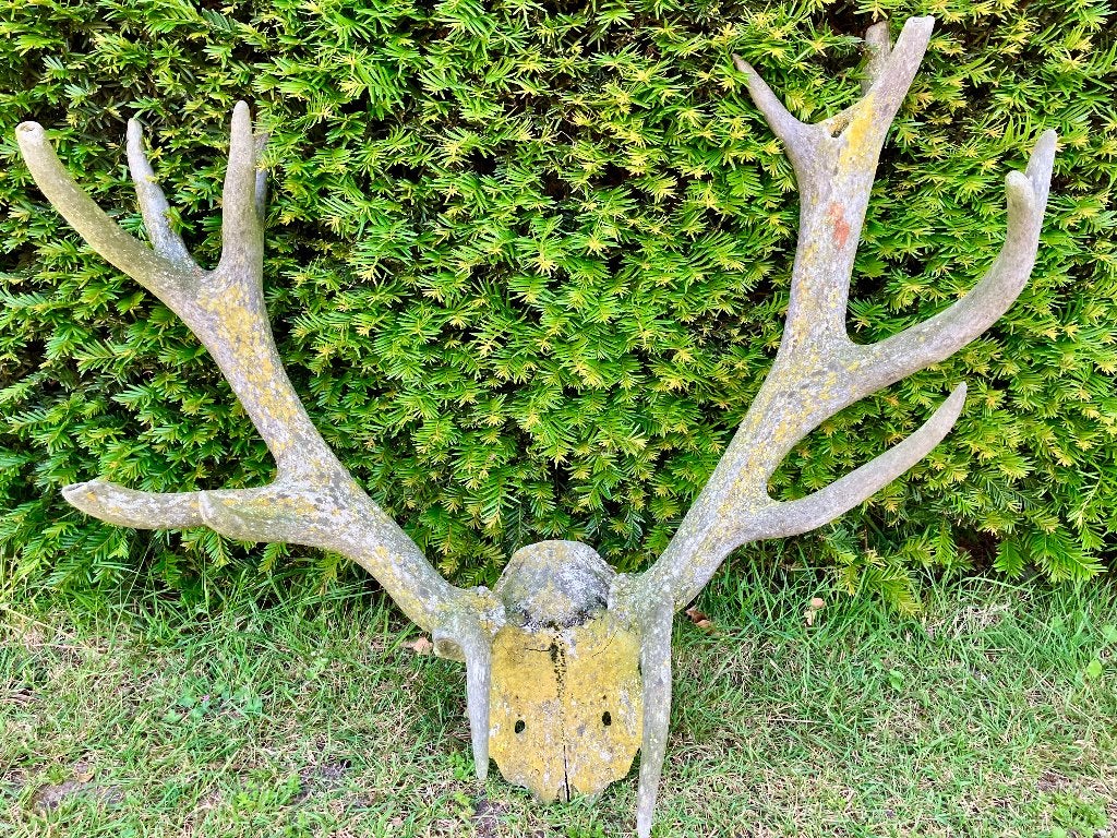 Echte shed antlers van edelhert met deel van de schedel.., Verzamelen, Dierenverzamelingen, Ophalen, Gebruikt, Hert, Schedel