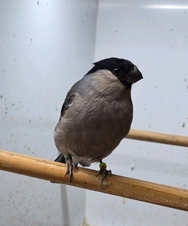 gezocht wildkleur, Vrouwelijk, Wildzangvogel, Geringd