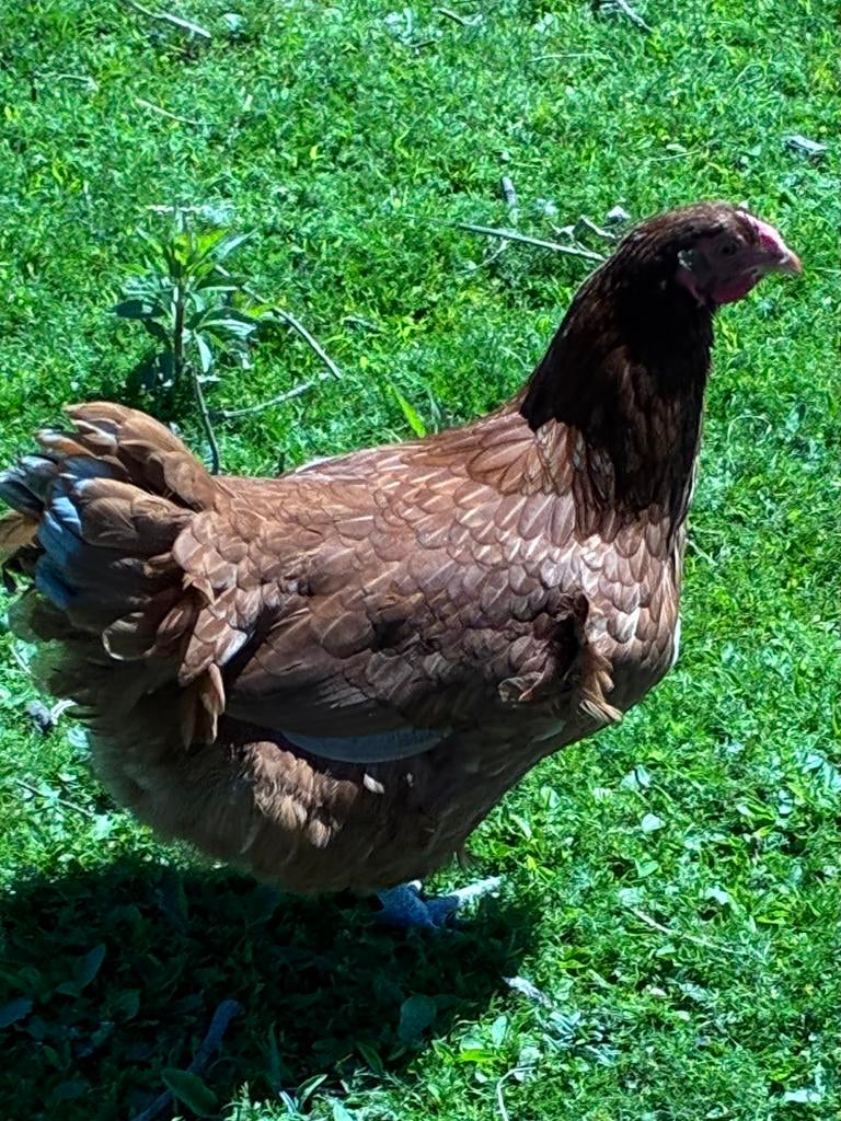 Wyandotte hen, Dieren en Toebehoren, Pluimvee, Vrouwelijk, Kip