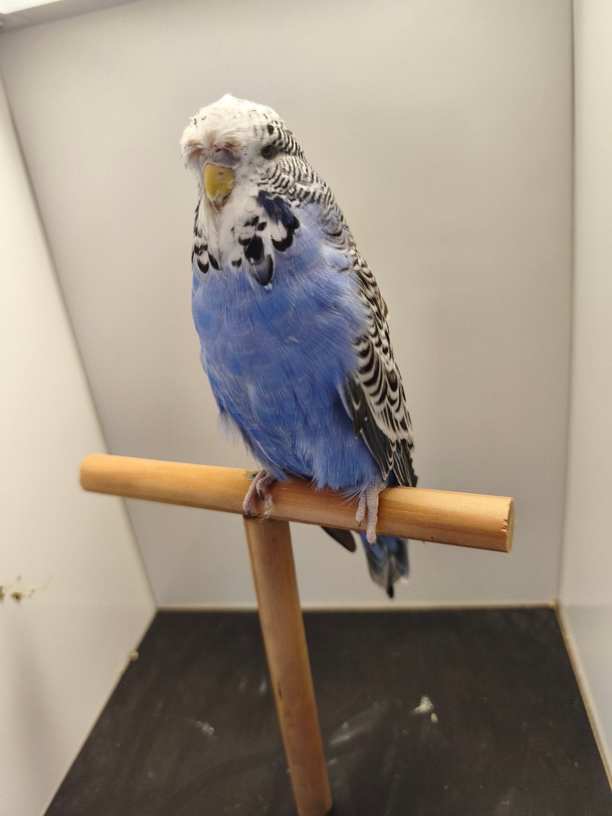 Jonge Engelse grasparkieten, Animaux & Accessoires, Oiseaux | Perruches & Perroquets