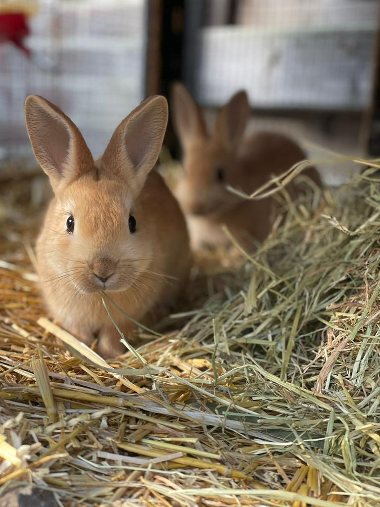 Gratis mits goed nieuwe thuis! GERESERVEERD, Dieren en Toebehoren, Konijnen