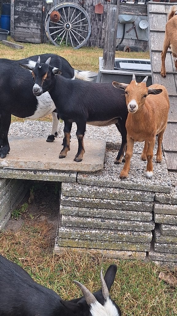 Dwerggeitjes, Dieren en Toebehoren, Schapen, Geiten en Varkens, Vrouwelijk, Geit, 0 tot 2 jaar