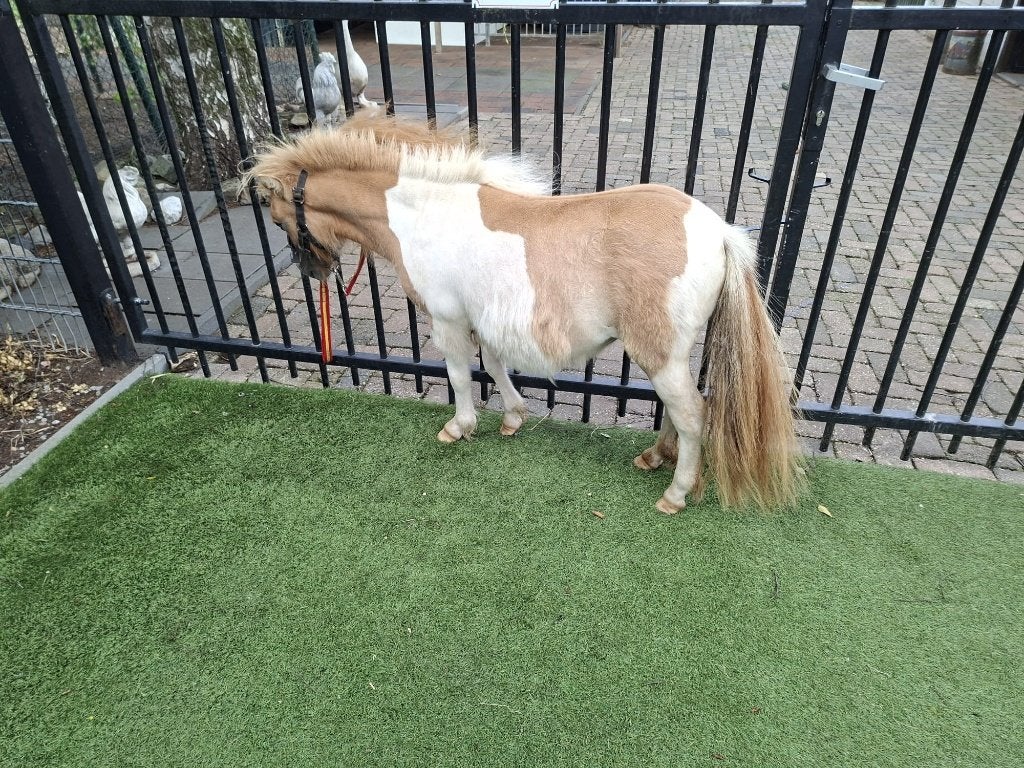 Prachtig creme dun bont mini paardje merrie, Dieren en Toebehoren, Merrie, Met stamboom