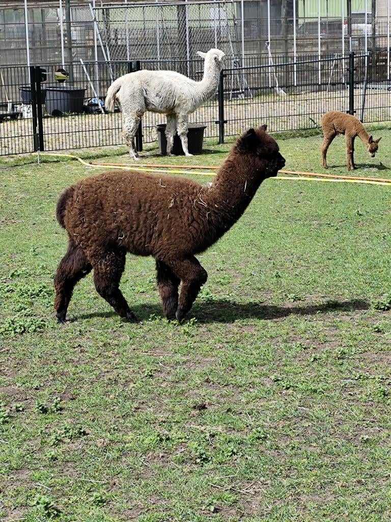 Alpaca merries van 2025, Dieren en Toebehoren, Augustus, Meerdere dieren