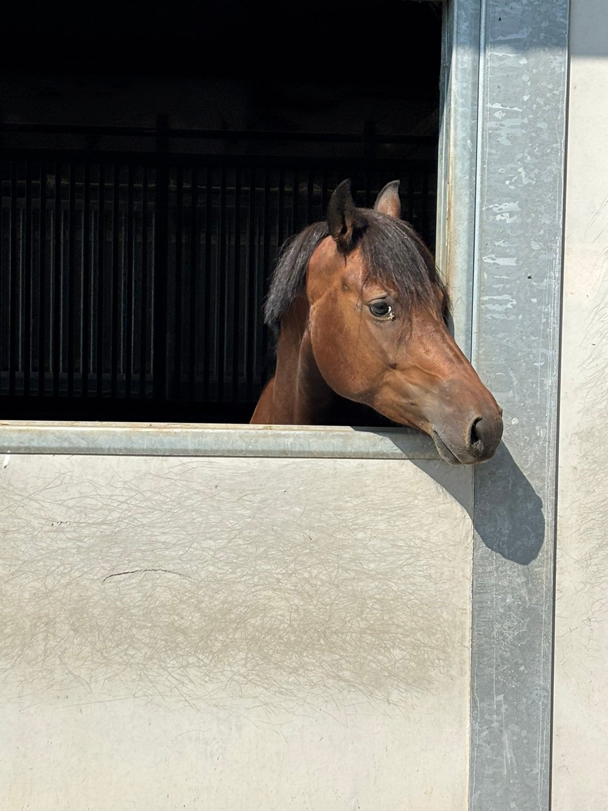 Super knappe Freiberger te koop, Dieren en Toebehoren