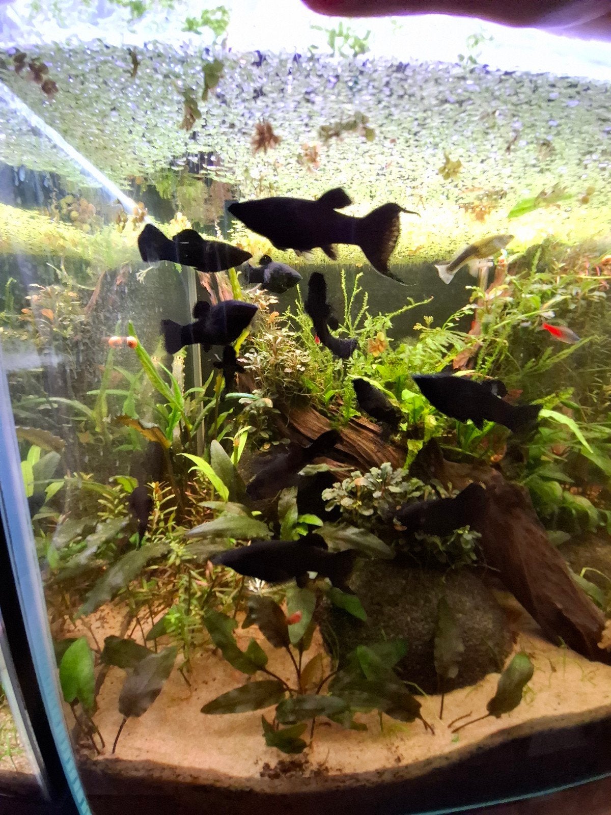 Black Molly's, Dieren en Toebehoren