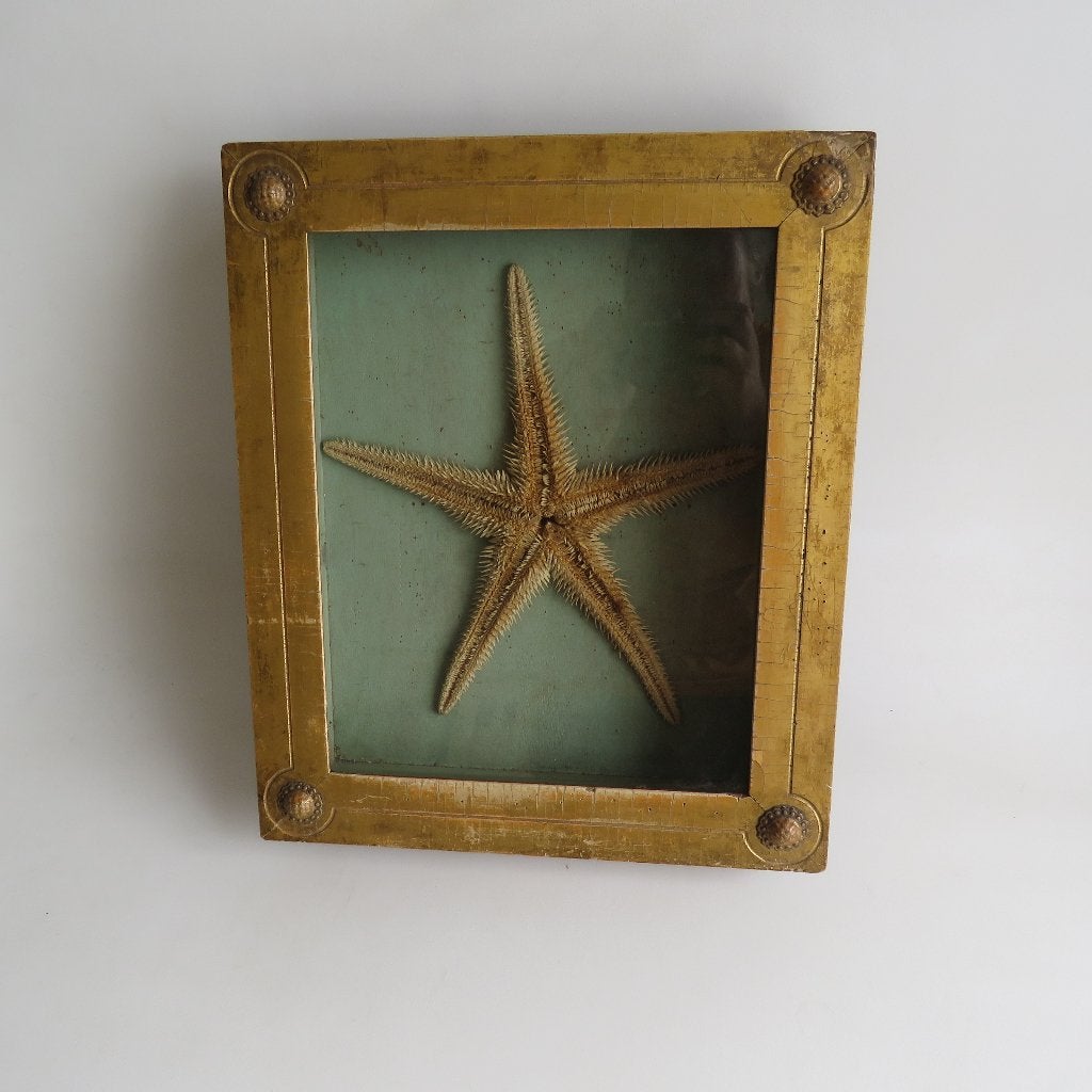 Wunderkammer Vintage étoile de mer dans une vitrine, Enlèvement ou Envoi